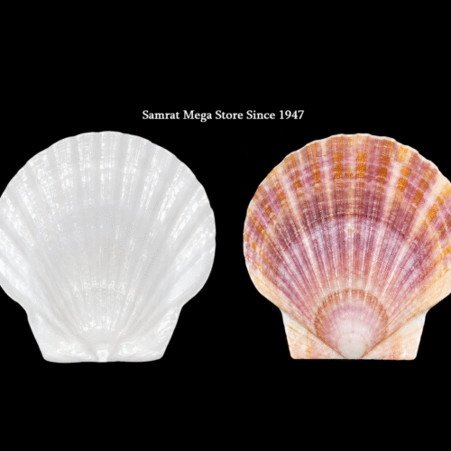 Natural Shell – Scallop (White & Pink), ~ 4×4" (101 mm) | 1 Pc
